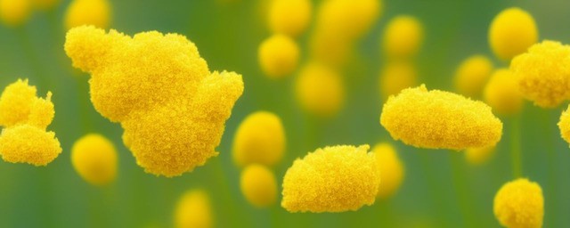 吃花粉的好处和功效是什么