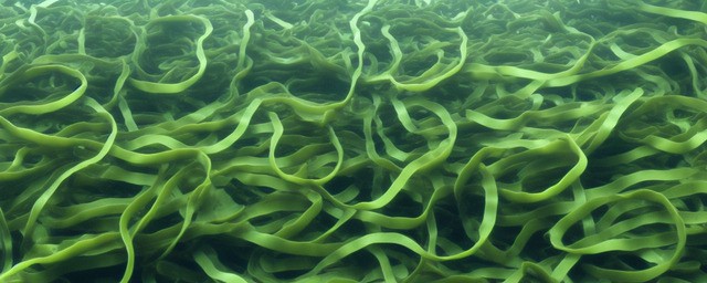 海带有什么好处