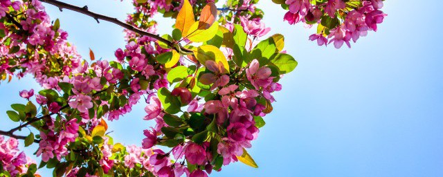 小花仙四时花语 小花仙四时花语有哪些