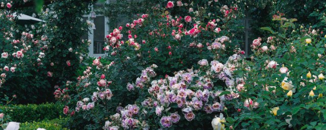 蓝花楹花语 蓝花楹的寓意是什么