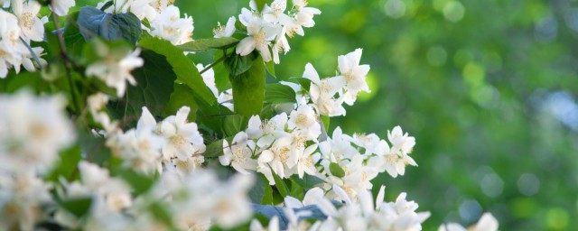 茉莉花语 茉莉花寓意什么