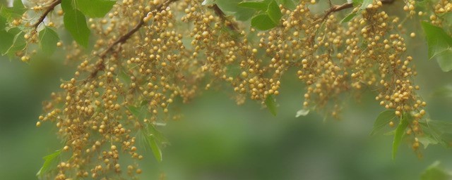 山楂煎汤的做法大全