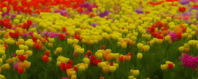 三种最旺家的花