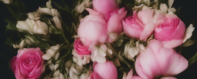 艾莎玫瑰的花语