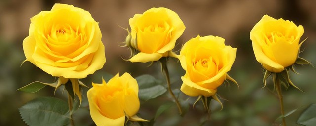 黄色玫瑰花花语