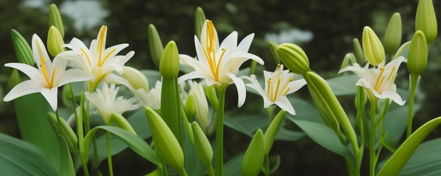 百合花语是什么