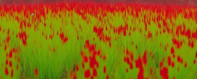 格桑花的花语是什么