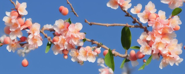 桃花的花语是什么