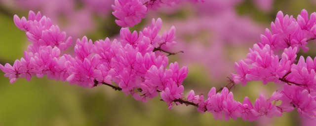 紫荆花的花语是什么