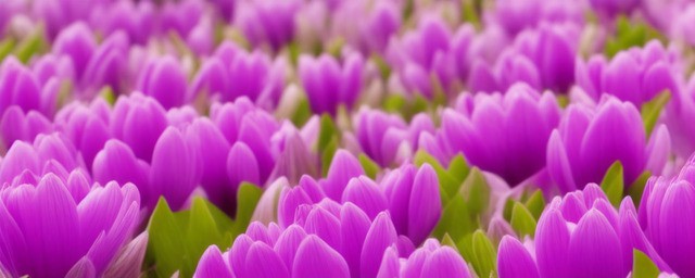 四月开什么花及其花语