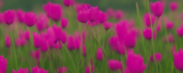 什么花的花语是失望