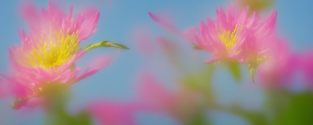 一帆风顺的花语