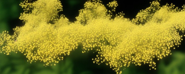黄色满天星花语