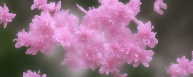 洛天依花语嫣然
