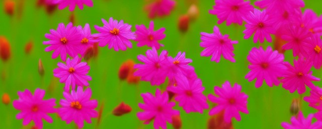 常见鲜花的花语