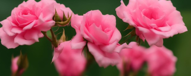 芬得拉玫瑰花语