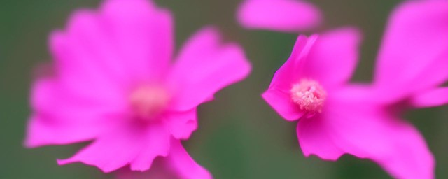 粉色黛安娜花语