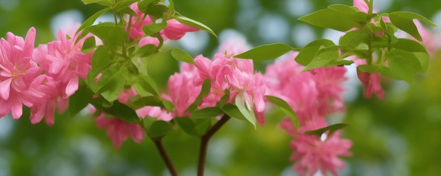 发财树的花语是什么
