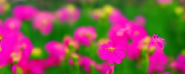 什么花的花语是发财