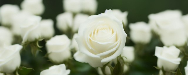 11朵白玫瑰的花语