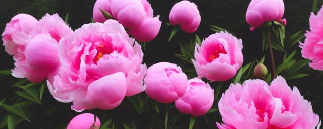粉色洋牡丹花语