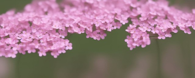 满天星粉色花语