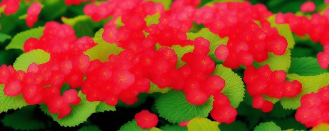 海棠花语是什么