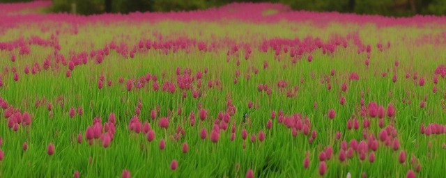 幸运草的花语是什么