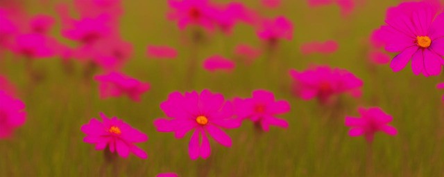落地生根的花语