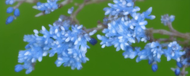 蓝色法利敏花语