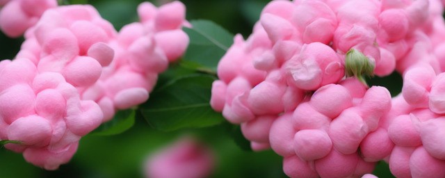 粉荔枝玫瑰花的花语