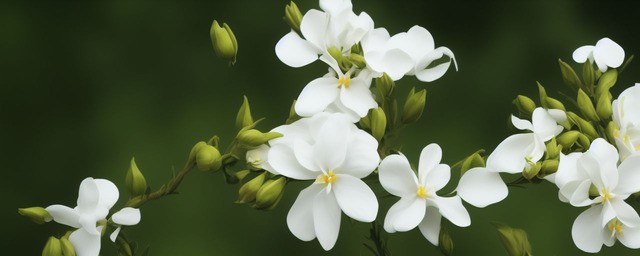 白色夹竹桃的花语