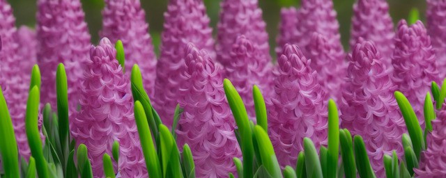 粉色风信子花语是什么