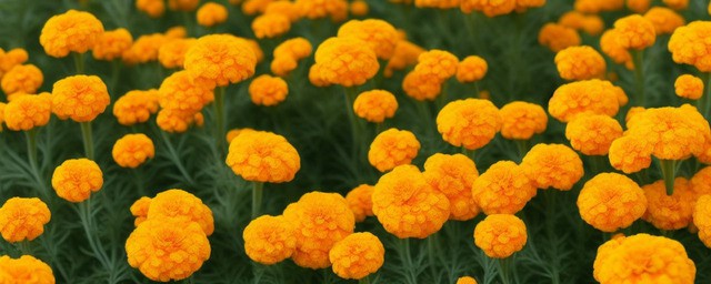 万寿菊的花语是什么