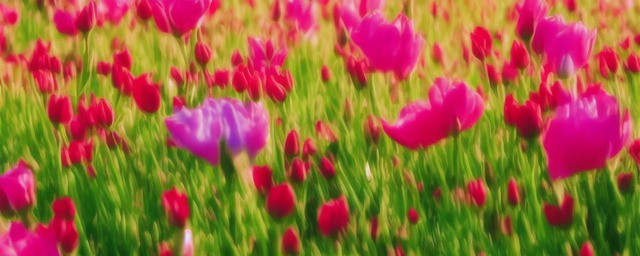 世界上最浪漫的花语