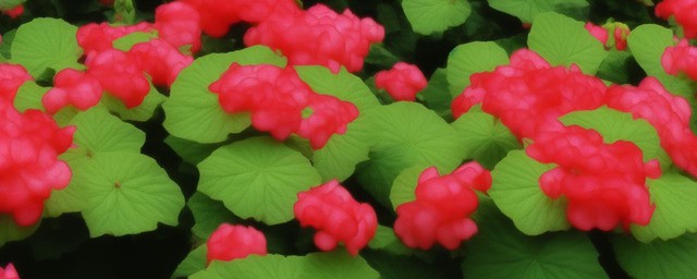丽格海棠的花语
