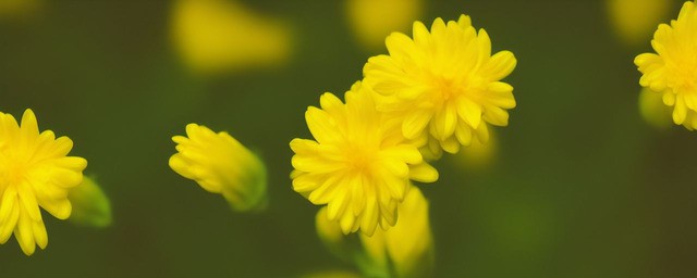 黄色彼岸花花语
