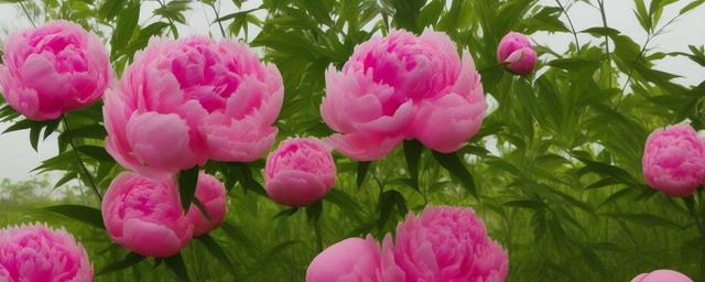 巴西野牡丹花语