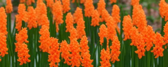 橙色风信子花语