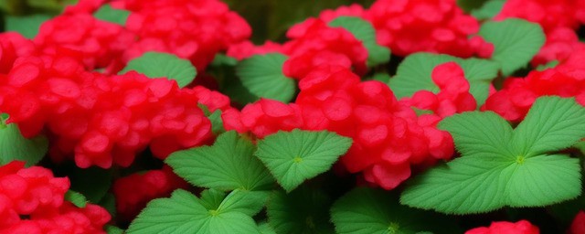 海棠花花语是什么