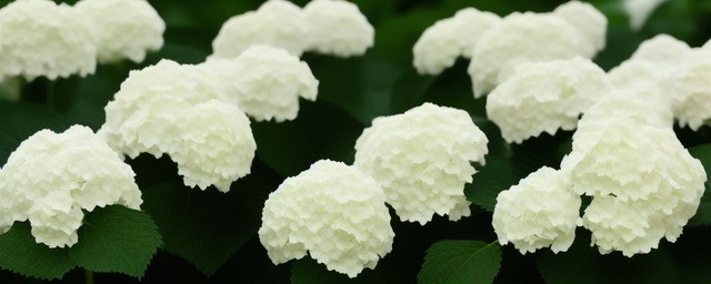 白色绣球花花语