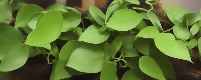 绿萝花语是什么