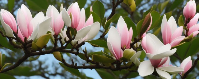 玉兰花的寓意和花语