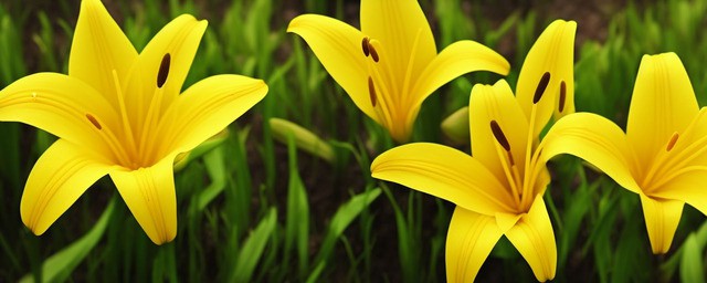 黄色百合花花语