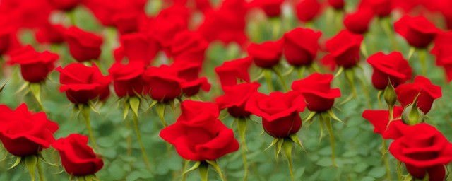 红色月季花的花语