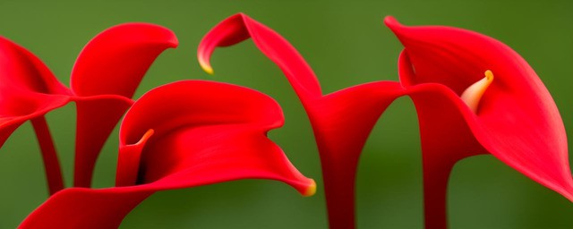 红色马蹄莲花语
