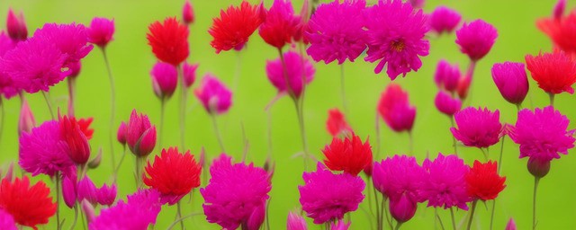 各种花朵的花语