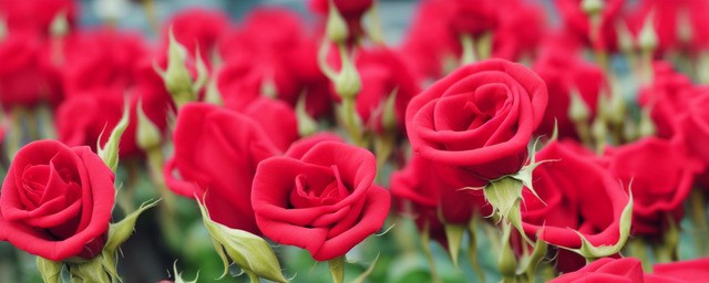 99朵玫瑰花花语