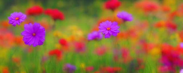花语是幸运的花