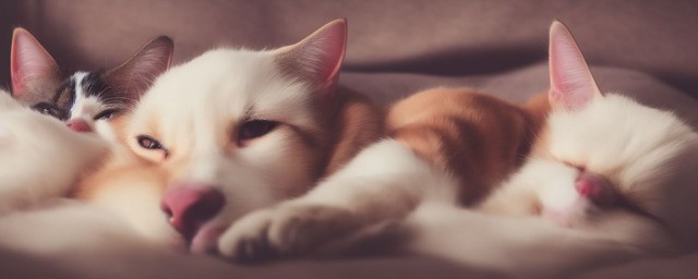 梦到猫狗是什么意思